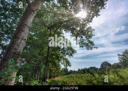 The sun shines behind surrounding trees on a beautiful August morning at medieval Harewood forest in the south of the English countrside. Stock Photo