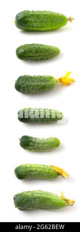Collection of young green cucumbers isolated on white background. Set of several photos of fresh gherkin Stock Photo