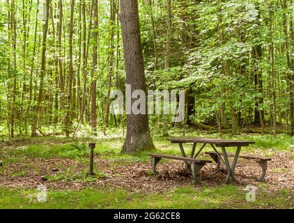A wooden picnic bench in the woods in Warren County, Pennsylvania, USA on a sunny summer day Stock Photo
