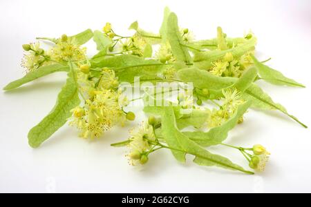 Linden flowers on a white background, linden for use in folk medicine Stock Photo