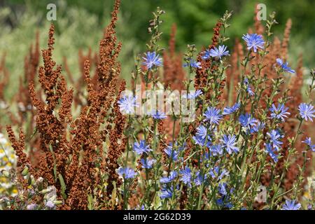 Rumex crispus, Curled Dock, Curly Dock and Asters Flowers Stock Photo