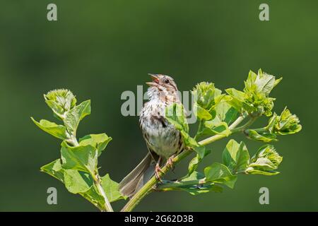 Song Sparrow  (Melospiza melodia), Singing Stock Photo