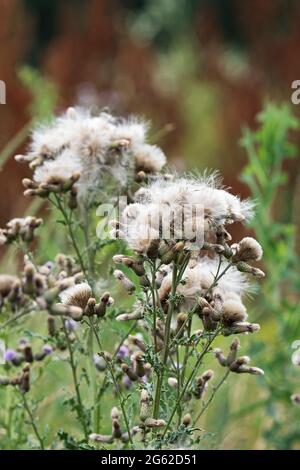 Cirsium arvense, Creeping Thistle, Canada Thistle, Field Thistle Stock Photo