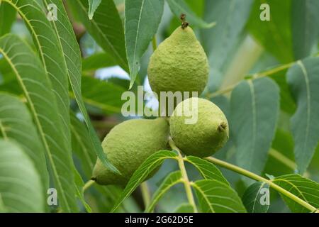 Black Walnut Fruit (Juglans nigra) Stock Photo