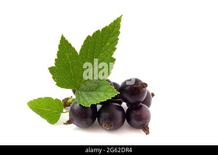 Black currant isolated on white Stock Photo