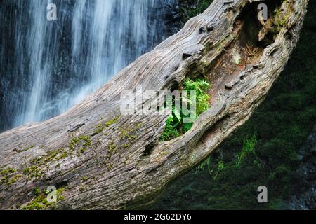Fallen tree in a waterfall pool with a fern growing out of it Stock Photo