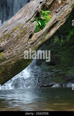 Fern growing out of a log Stock Photo