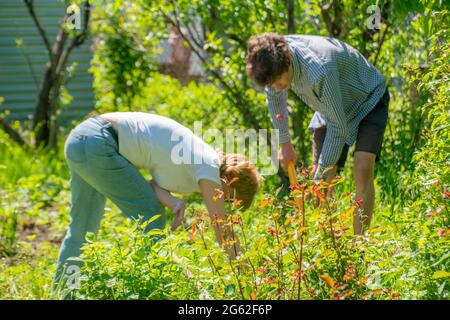 family od mother and her son work at the backyard of their spring cottage using tools Stock Photo