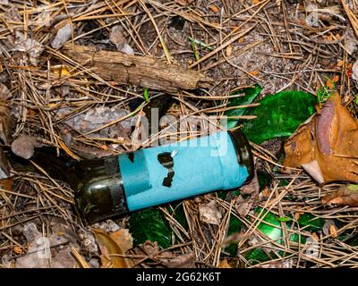 The neck of a broken wine glass bottle on pine needles. Broken glass. Wine bottle. Camping in the forest. Hiking. Waste garbage in nature. Ecology. En Stock Photo