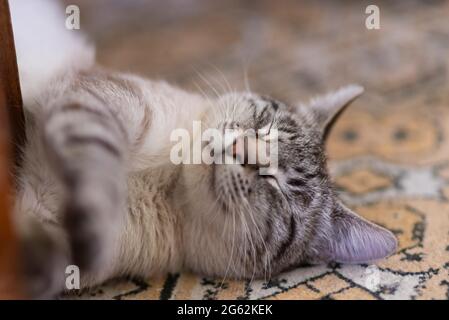 Cat sleeping on its back Stock Photo