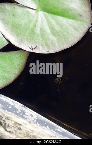 Notonecta glauca is swimming unside down on the water surface in the garden pond Stock Photo