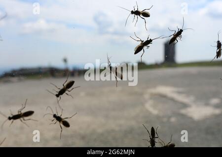 Schierke, Germany. 28th June, 2021. The yellow ichneumon wasp is sitting on a window pane in the Brocken Hotel. At present, these insects are increasingly on the move on the Brocken. The female animals are looking for the upper mountain regions to cool down during the warm summer days. The national park administration Harz has announced that the insects are harmless and can not sting. Credit: Matthias Bein/dpa-Zentralbild/ZB/dpa/Alamy Live News Stock Photo