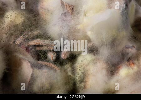 Mold on food close up. Selective focus. Abstract background. Stock Photo