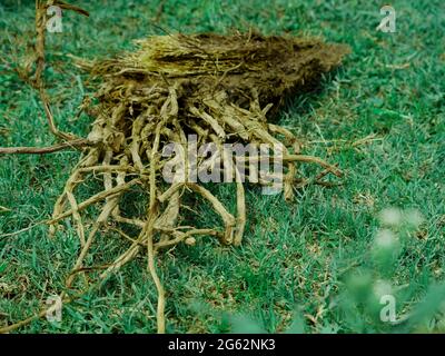 Dead dry plant roots lying on green grass field. Stock Photo