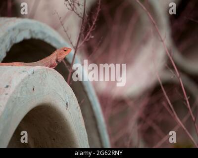 Asian Chameleon presented on concrete pipe background, animal wildlife presentation. Stock Photo