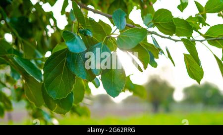 Close up of Cordia myxa green leaves. It is also known with Cordia obliqua, Cordia dichotoma, clammy cherry. Stock Photo