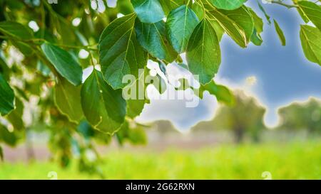 Closeup shot of Fragrant manjack or Snotty gobbles green leaves. Medicinal plant is known with cummingcordia, glue berry, anonang, pink pearl, bird li Stock Photo