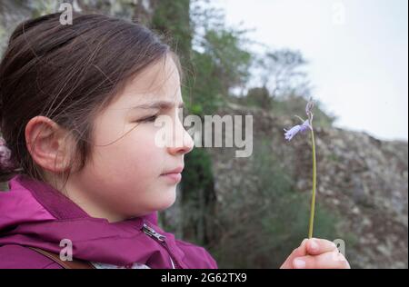 Child girl observing little wild flower. Botany for inquisitive children concept Stock Photo