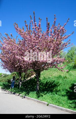 Blossoming pink sakura tree background. Pink flowers on tree branch. Japan cherry. Sakura flowers. Stock Photo