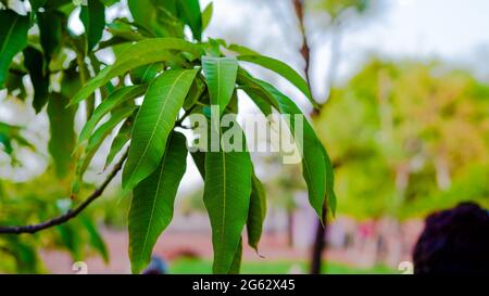 Green fruit of the Mangifera indica growing on its tree. Greenish leaves pattern of Mango with attractive greenish pigment. Stock Photo