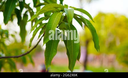 Green leaves of the Mangifera indica plant or mango tree. Nature covered branch of Mango plant. Stock Photo