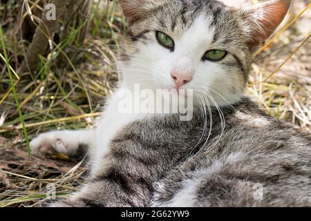 A beautiful white-gray striped street cat is resting in the grass in summer. Stock Photo