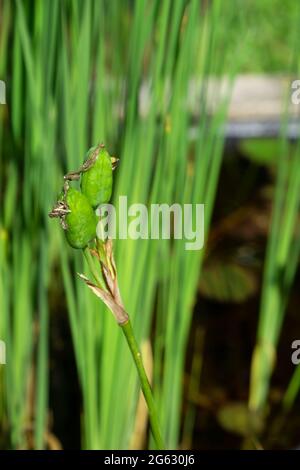 siberian iris plant has set seeds in short green seed pods in the wetland area Stock Photo