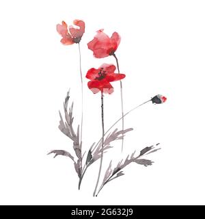 Hand drawn ink and watercolor vector illustration: red poppies flowers and buds isolated on white background Stock Vector