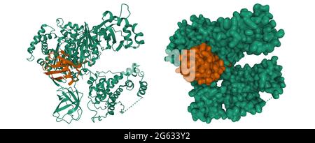 Structure of human ubiquitin activating enzyme E1 (Uba1, green) in complex with ubiquitin (brown), 3D cartoon and Gaussian surface model Stock Photo