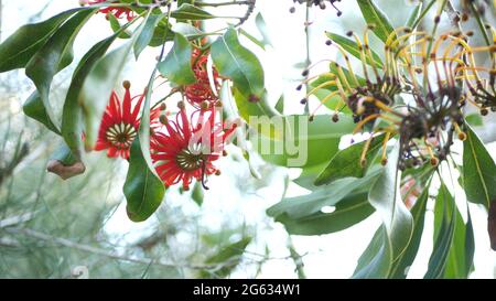 Firewheel tree red flowers, California USA. Australian white beefwood oak, stenocarpus sinuatus unusual unique original exotic inflorescence. Calm for Stock Photo