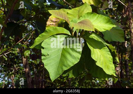 Young and old teak (Tectona grandis) green leaves. Stock Photo