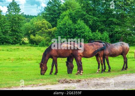 Herd of wild dark brown horses graze on summer green fields by blue sky. Summer landscape with equine group near forest Stock Photo