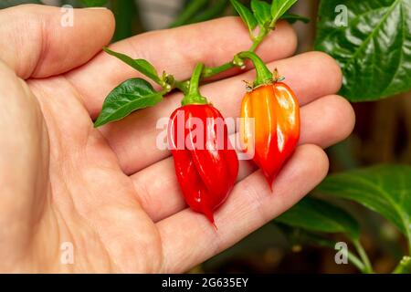 Habanero chili peppers Stock Photo