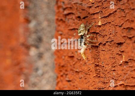 Zebra jumping spider (Salticus scenicus) eating a grub Stock Photo