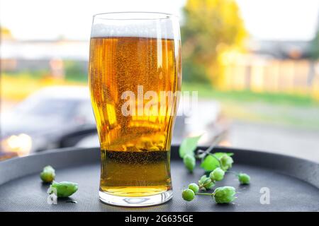 Full glass of gold beer and green hops on tray on summer light patio background Stock Photo