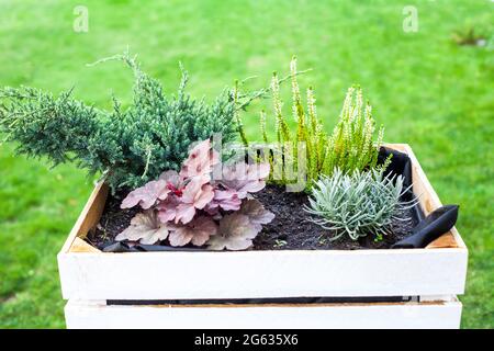 Heuchera, Heather and green Juniper in wooden pot. Calluna vulgaris white flowers, Coral bells 'Georgia Peach' and Juniperus bush growing in woods cra Stock Photo