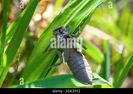 Larval dragonfly grey shell. Nymphal exuvia of Gomphus vulgatissimus. White filaments hanging out of exuvia are linings of tracheae. Exuviae, dried ou Stock Photo