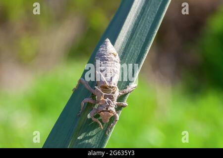 Larval dragonfly grey shell. Nymphal exuvia of Gomphus vulgatissimus. White filaments hanging out of exuvia are linings of tracheae. Exuviae, dried ou Stock Photo