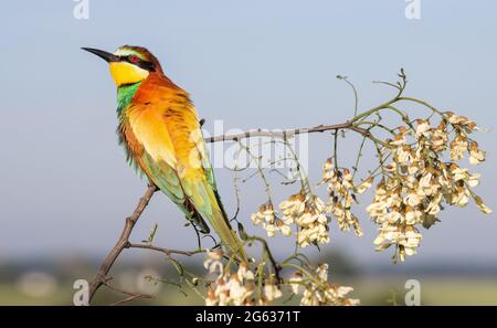 Beautiful bird sits on a blossoming branch Stock Photo