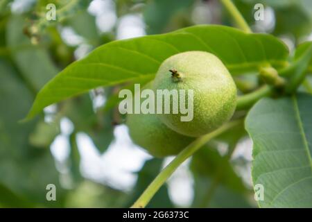 Green young walnuts on the tree. The walnut tree grows waiting to be harvested. Walnut tree close up. Green leaves background Stock Photo