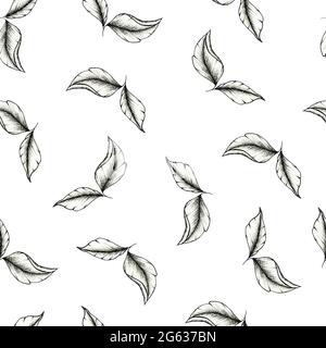 Modern black and white leaves seamless background on white, hand drawn black leaf sketch, botanic illustration for wedding stationary, greetings Stock Photo