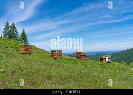 colorful beehives with busy bees on a blooming spring meadow in the Allgaeu Alps above the village of Oberjoch, Allgau, Bavaria, Germany Stock Photo