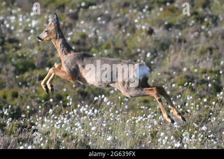 Roe Deer leaping through cotton grass on Simmerson Hill, Talkin Fell, Cumbria Stock Photo