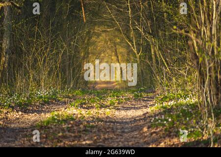 Tunnel path in the forest lit by the sun, spring day