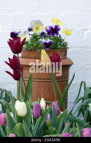 Spring flower display - Tulips - Pansies - April Stock Photo
