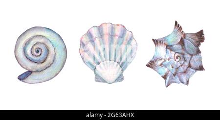 Seashell set watercolor illustration. Watercolour hand drawn sea shells isolated on white background. Marine pearl underwater elements design. Print f Stock Photo