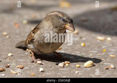 Female House Sparrow feeding on seed Stock Photo