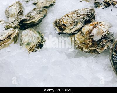 Fresh oysters on the counter in the store. Stock Photo