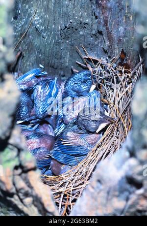 Oriental magpie-robin bird newborn baby on nest and waiting for mother. Stock Photo