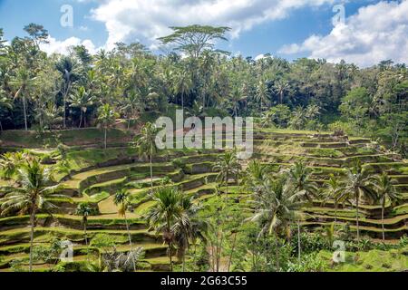 Beautiful rice terraces in the moring light near Tegallalang village, Ubud, Bali, Indonesia. Stock Photo